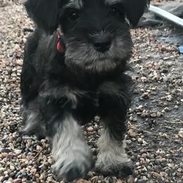 Miniature Schnauzer Puppies from Blissful Standards