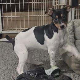 Oliver - White black and tan male Rat Terrier puppy in Divide, Colorado from Outlaw Farm and Kennel