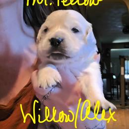 Puppy - Light golden female Golden Retriever puppy in Waynesburg, Ohio from Avalon English Retrievers