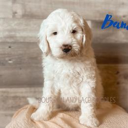 Goldendoodle Puppies from Bourbon and Lace Doodles