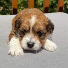 Lucky - Chocolate and white male Havapoo puppy in Loveland, Colorado from Littledoodles2love