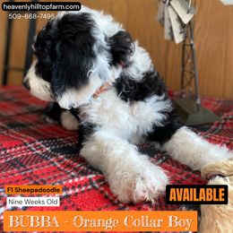 Goldendoodle, Poodle, and Sheepadoodle Puppies from Heavenly Hilltop Farm