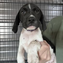 Purple - Black and white female German Shorthaired Pointer puppy in Newton Grove, North Carolina from Wayalife Labradors & Gsp’s