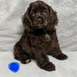 Blue Collar - Brown female Cocker Spaniel puppy in Cleveland, Ohio from Buckeye Country Kennel