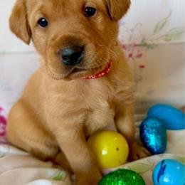 Red collar - Yellow male Labrador Retriever puppy in South Dakota from S&S Kennels LLC