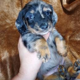 CKC NIÑO - Dapple male Dachshund puppy in Swink, Oklahoma from Palali Farm