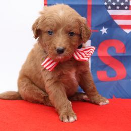 Sparkle - Brown and white female Bernedoodle puppy in Westminster, South Carolina from Goldendoodlepuppiessc