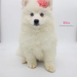 Pomsky Puppies from Florida Pomskies