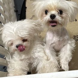 Cavapoo, Cockapoo, Maltese, and Poodle Puppies from Clearview Canines