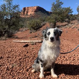 Australian Shepherds from Sedona Trail Aussies