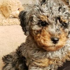 Corgipoos from Mountain High Doodles