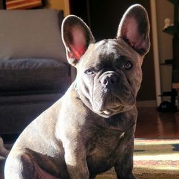 French Bulldogs from C.Lee Family Frenchies