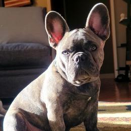 French Bulldogs from C.Lee Family Frenchies