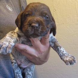 Boy 1 - Brown and gray male Wirehaired Pointing Griffon puppy in Emmett, Idaho from Idaho Wirehaired Pointing Griffons