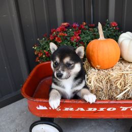 Reta - Black and tan female Shiba Inu puppy in Arcola, Illinois from Highline Puppies