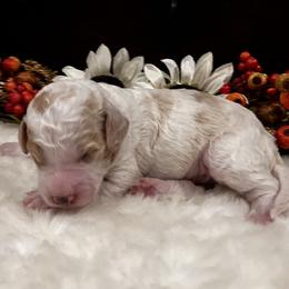 Boy 2 - male Aussiedoodle puppy in Orange Cove, California from Sand Creek Ranch Aussiedoodles