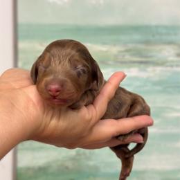 Kai - Dapple female Dachshund puppy in Lakeland, Florida from Elite Doxies Florida