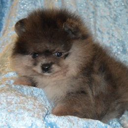 Pomeranian Puppies from A&M Pomeranians