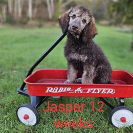 Jasper - Sable Poodle puppy in Long Beach, Washington from Sandcastle Standard Poodles