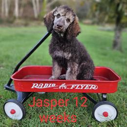Jasper - Sable Poodle puppy in Long Beach, Washington from Sandcastle Standard Poodles