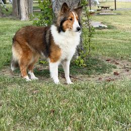 Maylee - Shetland Sheepdog