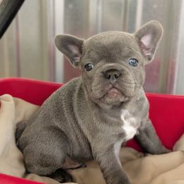 Blue female - Blue female French Bulldog puppy in Baltimore, Maryland from Country Acres Farm