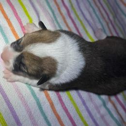 Torpedo - Sable male Pembroke Welsh Corgi puppy in Nortonville, Kansas from Low Riders Corgis & Mini Aussies