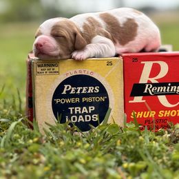 Brittany Puppies from HillTop Brittany Kennel