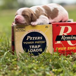 Brittany Puppies from HillTop Brittany Kennel