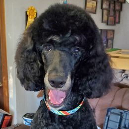 Vali - Poodle
