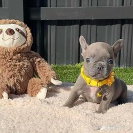 Tiny - Blue fawn female French Bulldog puppy in Miami, Florida from Haus of Pawz