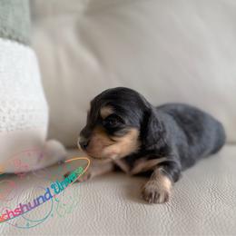 Starlla - Black and cream female Dachshund puppy in Peyton, Colorado from Dachshund Universe