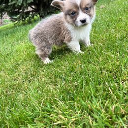 Bluie sable - Sable Pembroke Welsh Corgi puppy in Pilot Rock, Oregon from Austin's Pups