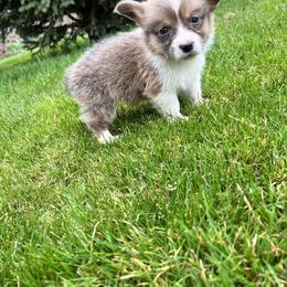 Bluie sable - Sable Pembroke Welsh Corgi puppy in Pilot Rock, Oregon from Austin's Pups