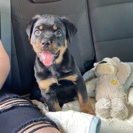 Rottweiler Puppies from Von Hushon Rottweilers