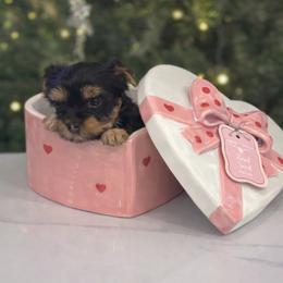 Jasper - Black and gold male Yorkshire Terrier puppy in Glendale, California from Los Angeles Teacup Yorkie