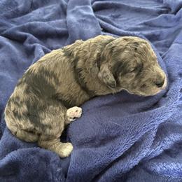 Lilly - Merle female Goldendoodle puppy in Grand Rapids, Michigan from Deszy’s Goldendoodle Pups