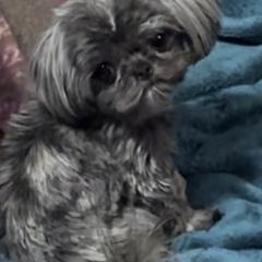 Mi-Ki Puppies from By Design Mi-Ki’s