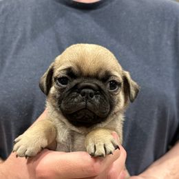 Gray - Fawn Pug puppy in Hemet, California from Greek God Pugs