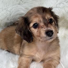 Bowie - Dapple male Dachshund puppy in Sumrall, Mississippi from Huckleberry Tails