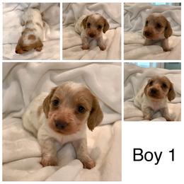 AKC BOY 1 - Piebald male Dachshund puppy in Bolivar Peninsula, Texas from A and G Dachsunds
