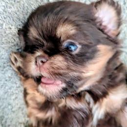 Chocolate dobie female - Chocolate and tan female Shih Tzu puppy in Amherst, Maine from McKayla Hairston