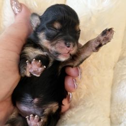 Merry tiny toy - Tri-color female Yorkipoo puppy in Fredericktown, Missouri from Doodle Pups Fur-Ever