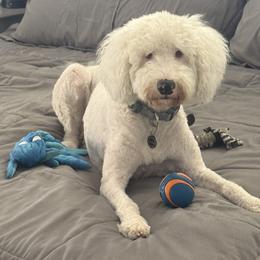 Luna - Bernedoodle