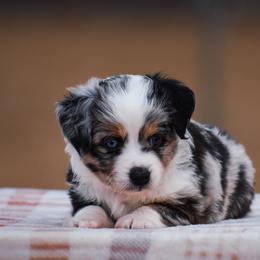 Primrose - Blue merle female Miniature American Shepherd puppy in Chocowinity, North Carolina from Foxtail Hollow