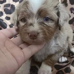 Ribeye - Red merle male Aussiedoodle puppy in Bakersfield, California from Puppy by Design