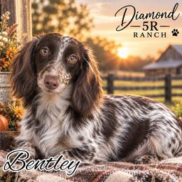 Bentley - Dachshund