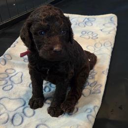 Denali -red collar - Brown female Bernedoodle puppy in Aurora, Colorado from Simply Amazing Doodles
