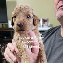 Red collar Penny - Apricot female Goldendoodle puppy in Fairmount, Indiana from Capens' Doodles,Poodles and Poo's