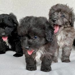 Aussiedoodles from The Puppy Farm